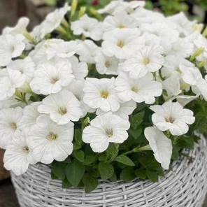 Петуния Каскадиас Айсберг