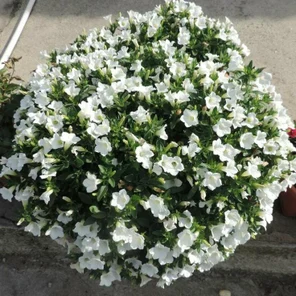 Петуния ампельная Surfinia Table White