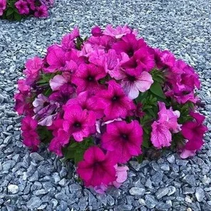 Кустовая петуния Лимбо