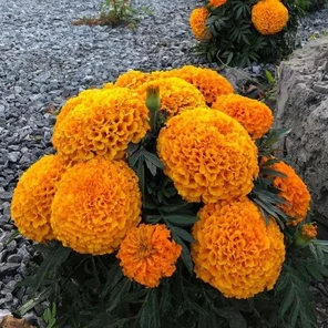 Шафраны Тайшан