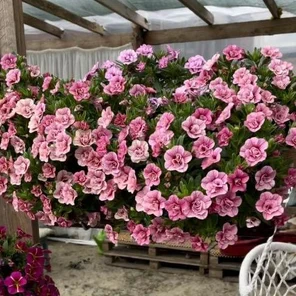 Калибрахоа Aloha Double Apricot