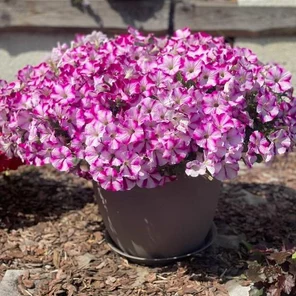 Петуния Amore Joy